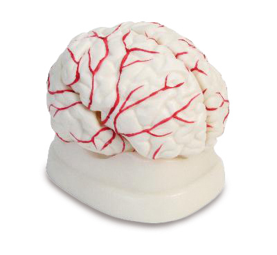 Kita "Hamburg" Experiment Modell * Menschliches Gehirn mit Arterien