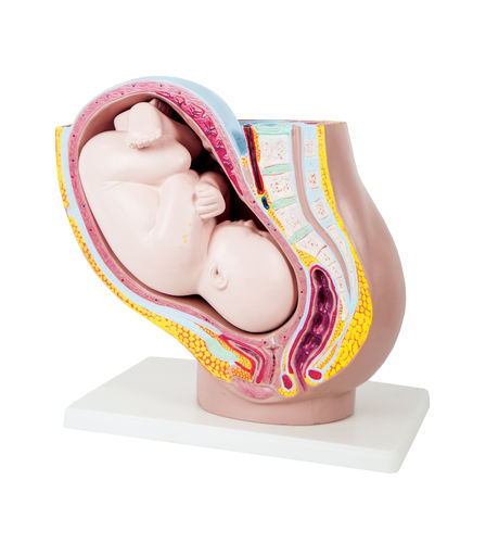 Kita "Hamburg" Experiment Modell * Modell Uterus schwangere Frau